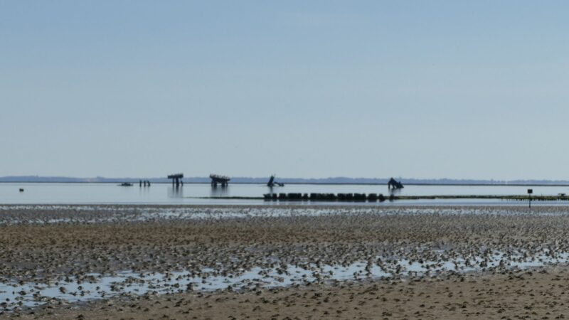 Episode 27: Sievers und die stillen Austern